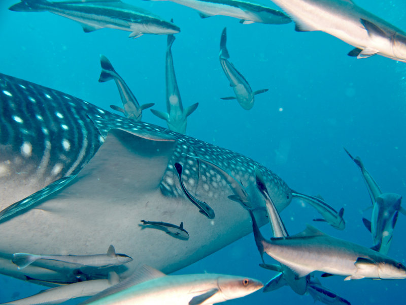 Southwest Pinnacle, Whale Shark